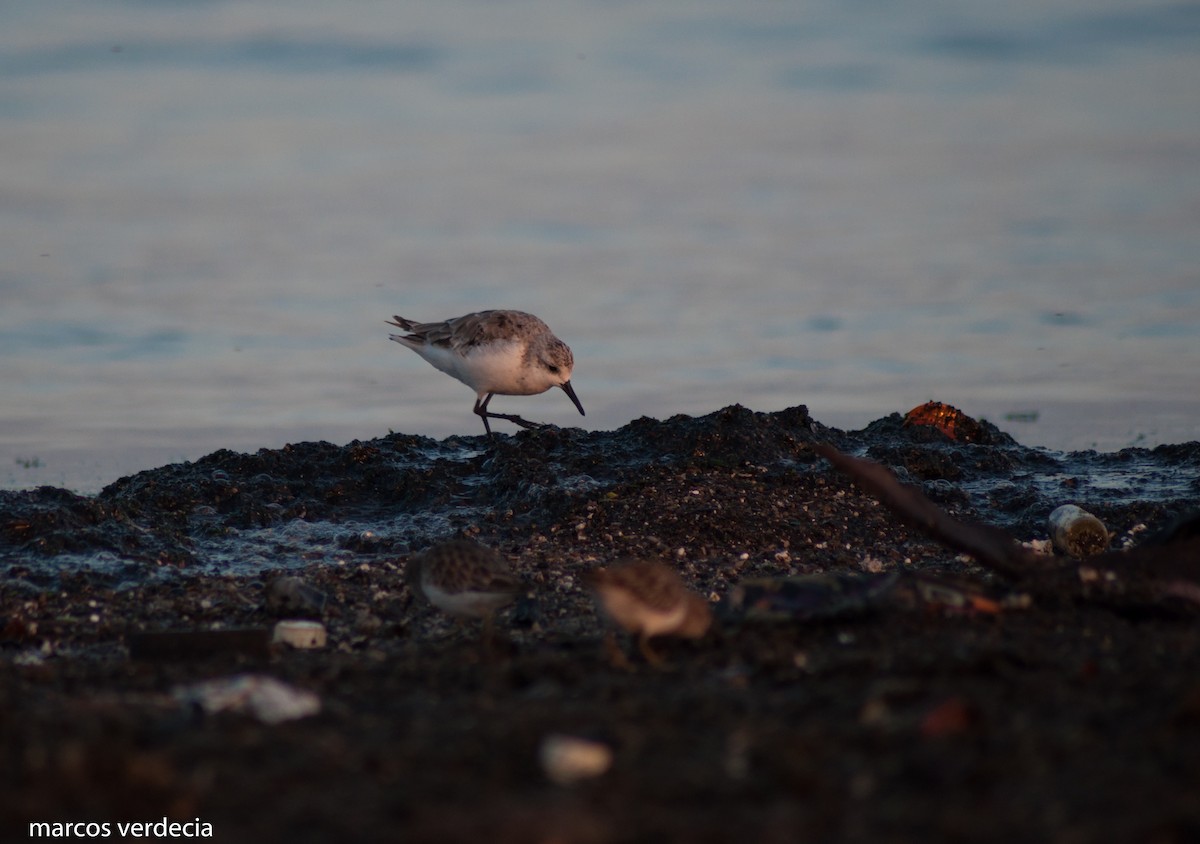 Bécasseau sanderling - ML367079671