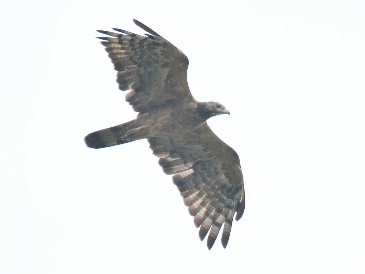 Oriental Honey-buzzard (Indomalayan) - ML36708011