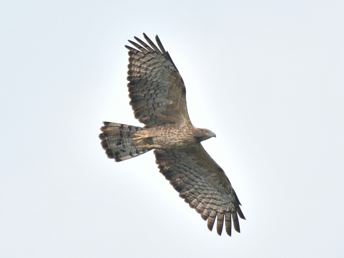 Oriental Honey-buzzard (Indomalayan) - ML36708021