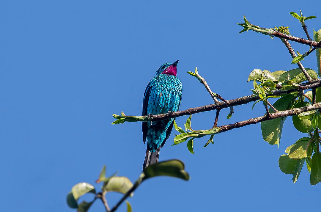 Spangled Cotinga - Nailson Júnior