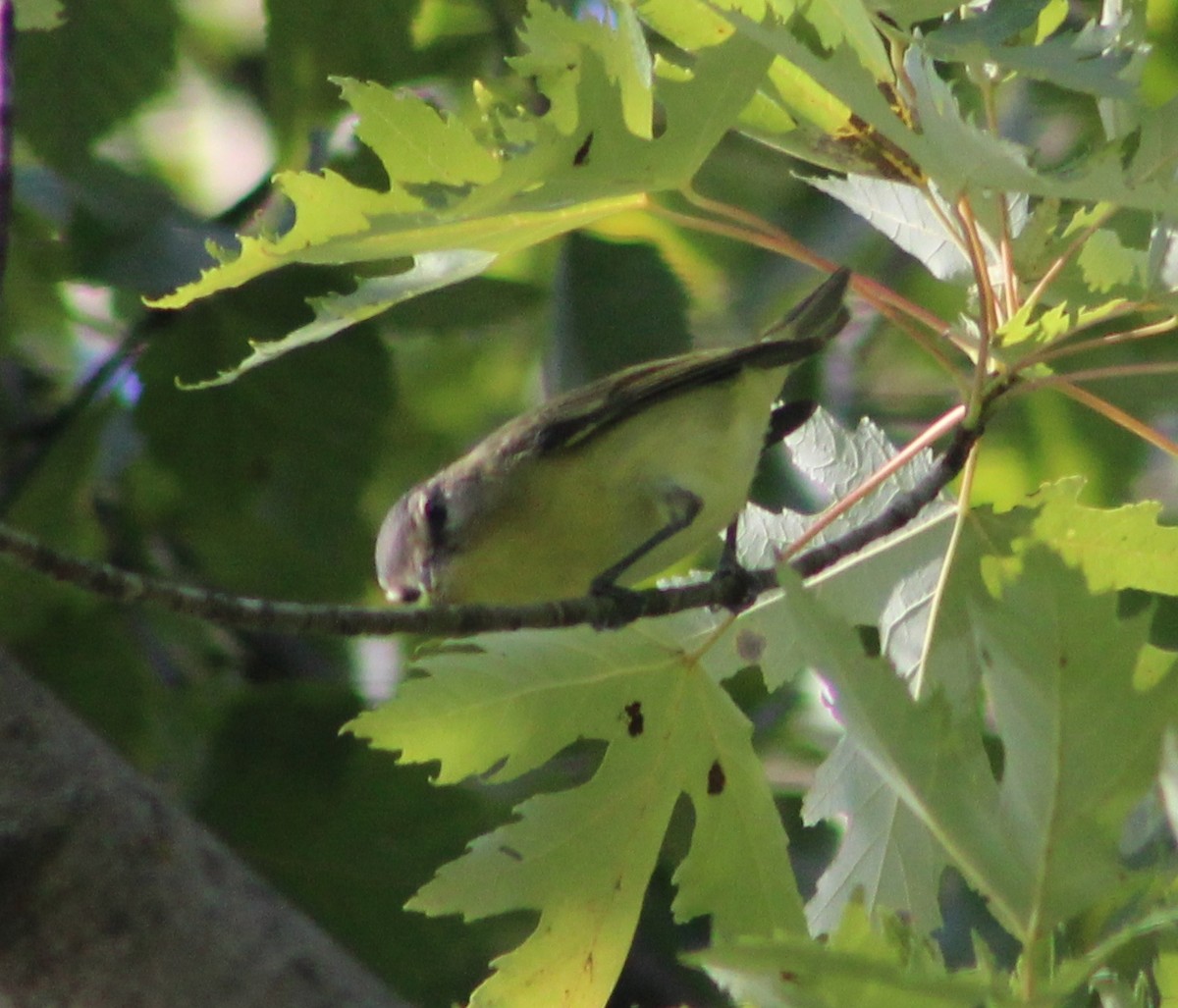 Philadelphia Vireo - ML367081821