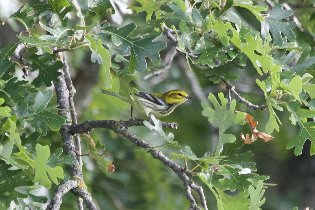 Black-throated Green Warbler - ML367084011