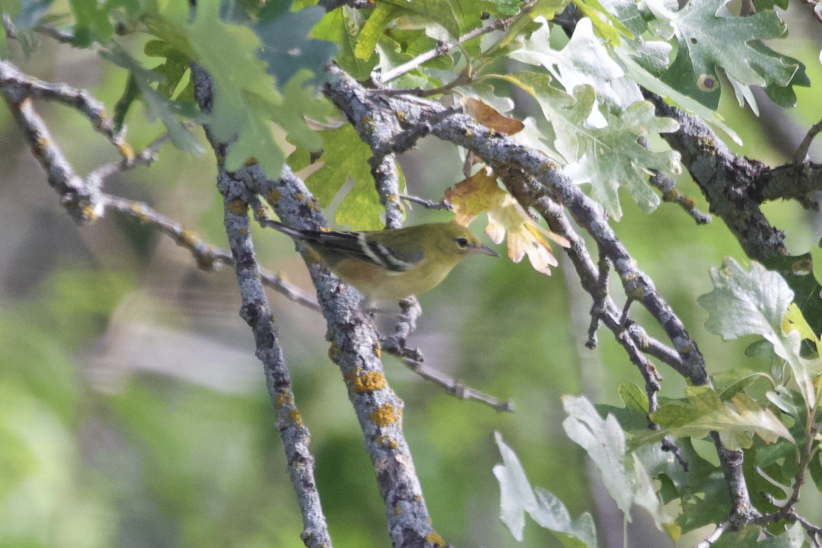 Bay-breasted Warbler - ML367084381