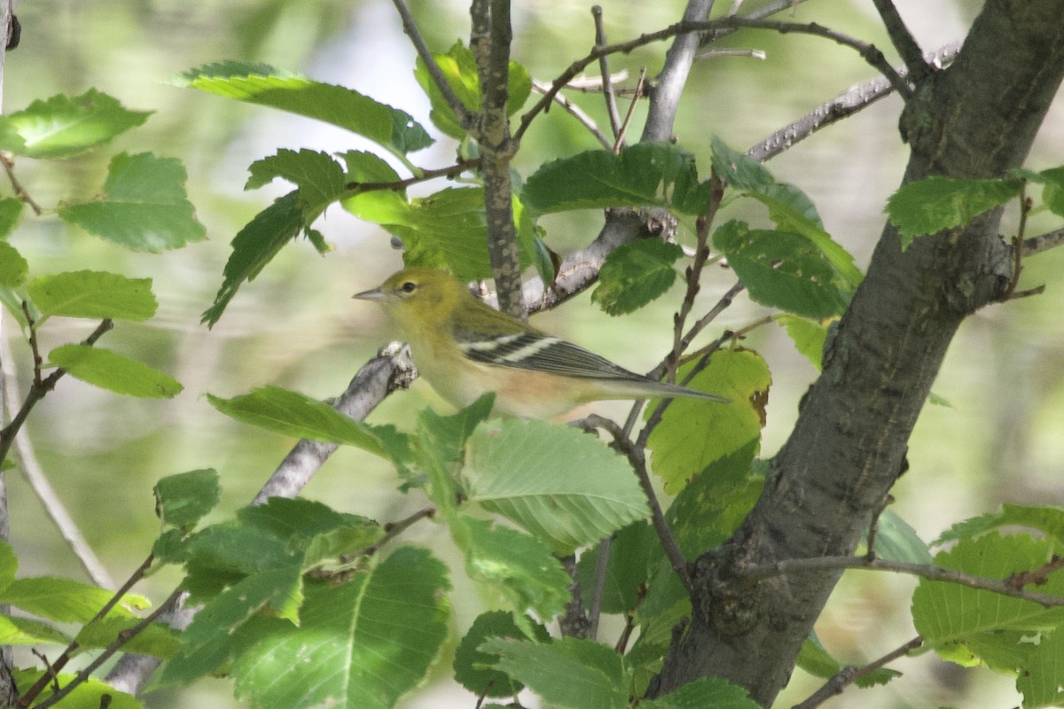 Bay-breasted Warbler - ML367084391