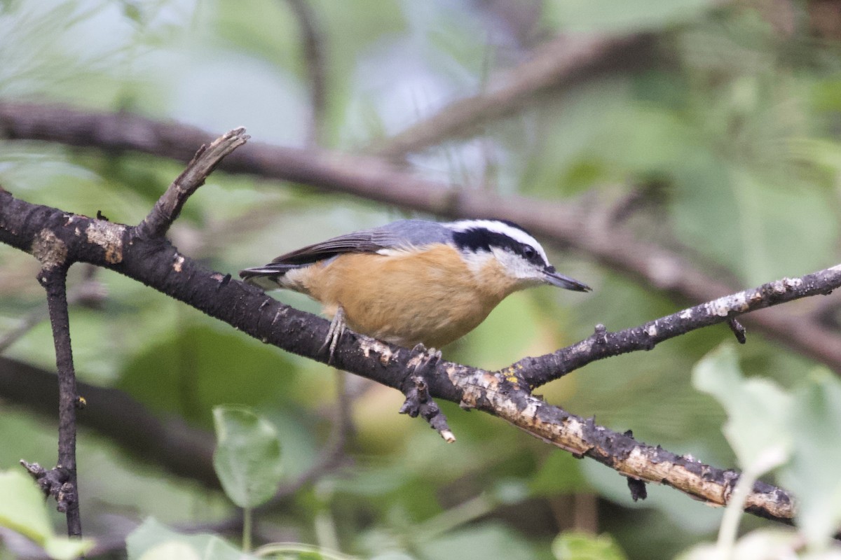 Red-breasted Nuthatch - ML367084521