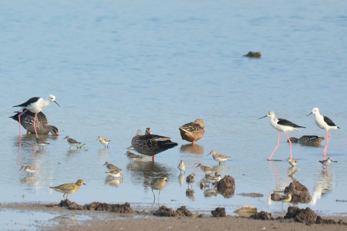 Pacific Golden-Plover - ML36708461