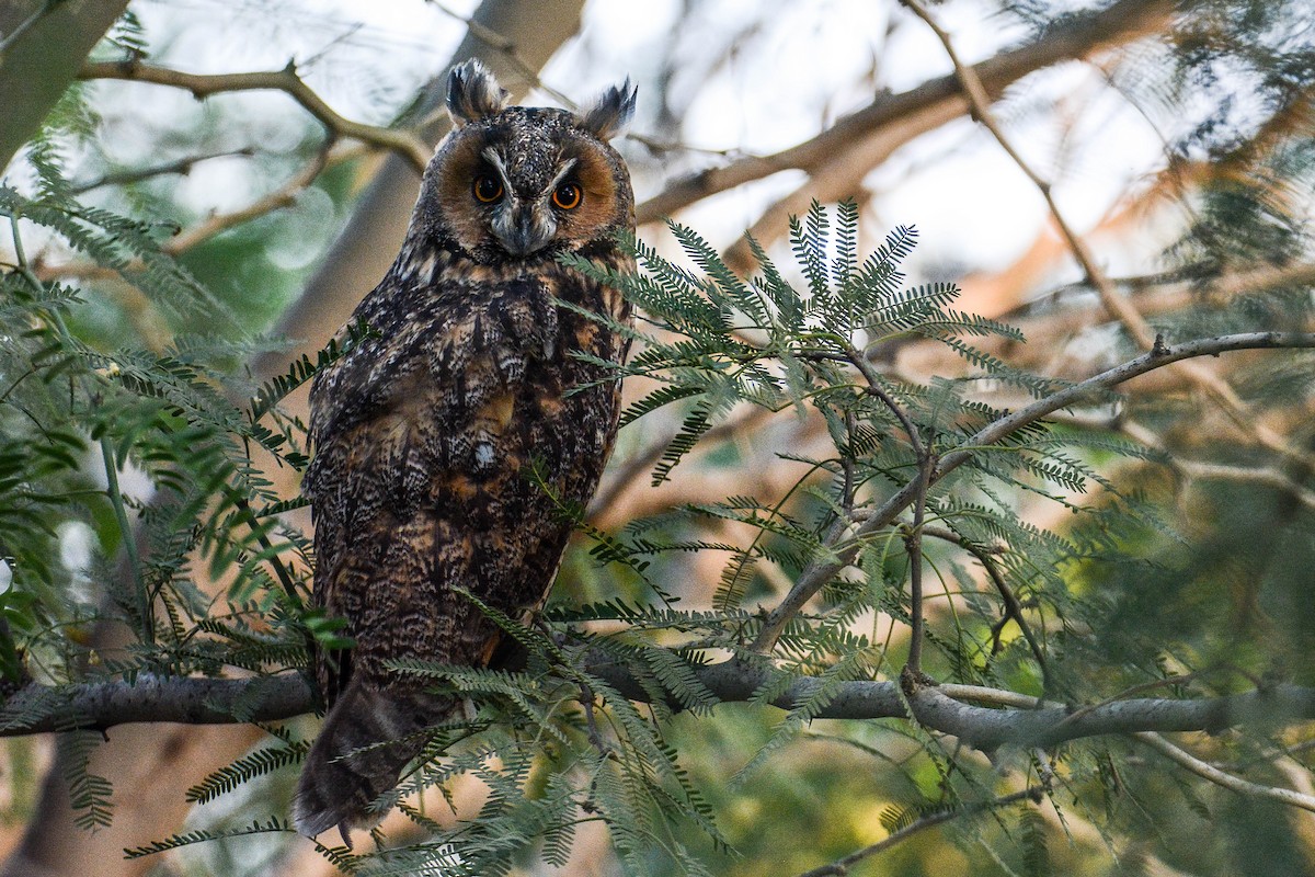 Long-eared Owl (Eurasian) - Itamar Donitza