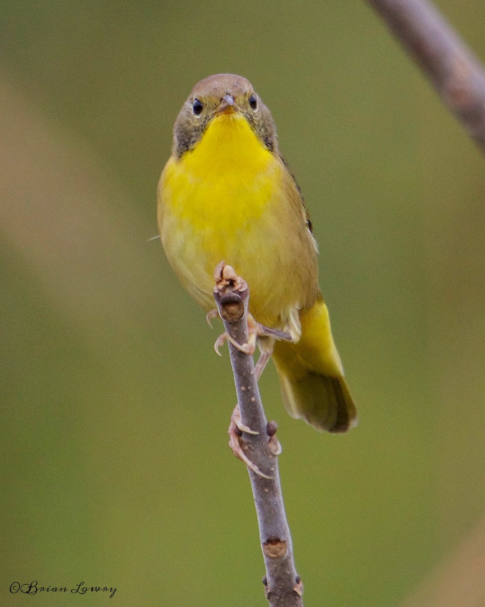 Common Yellowthroat - ML36708631