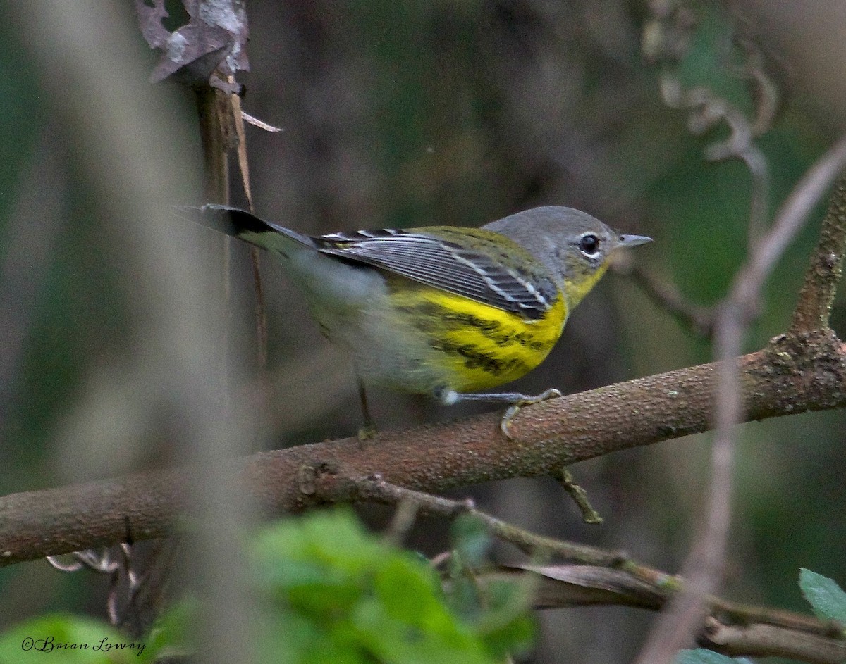 Magnolia Warbler - Brian Lowry