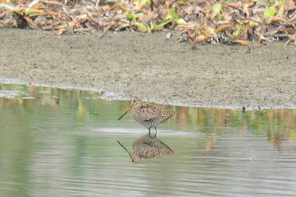 Common Snipe - ML36708721