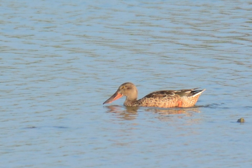 Northern Shoveler - ML36708781