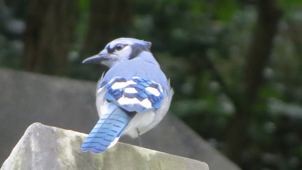Blue Jay - ML367088471