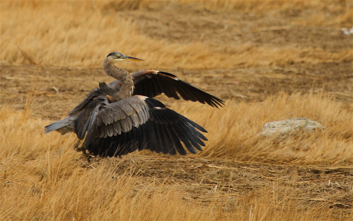 Great Blue Heron - Ryan Schain