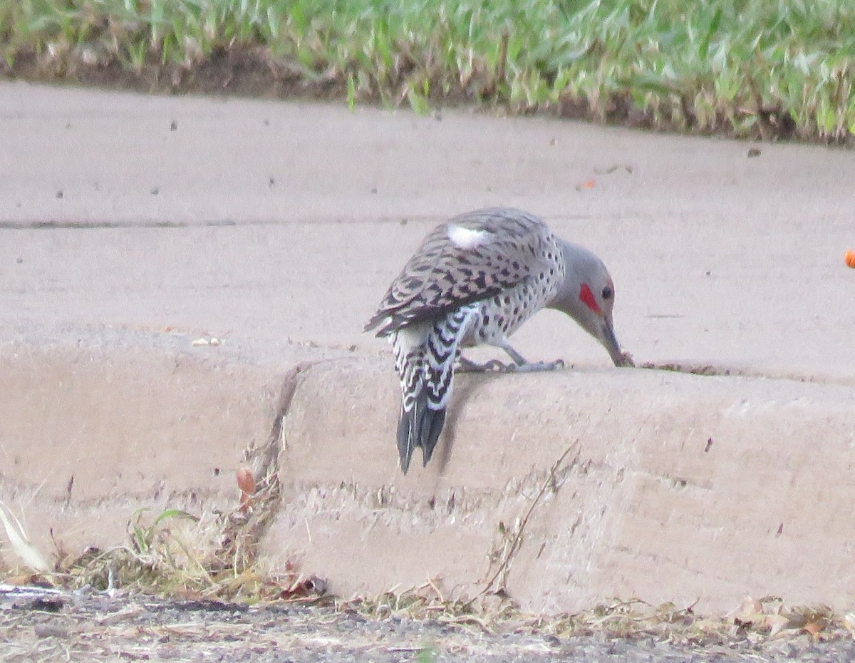 Pic flamboyant (groupe cafer) - ML367091851
