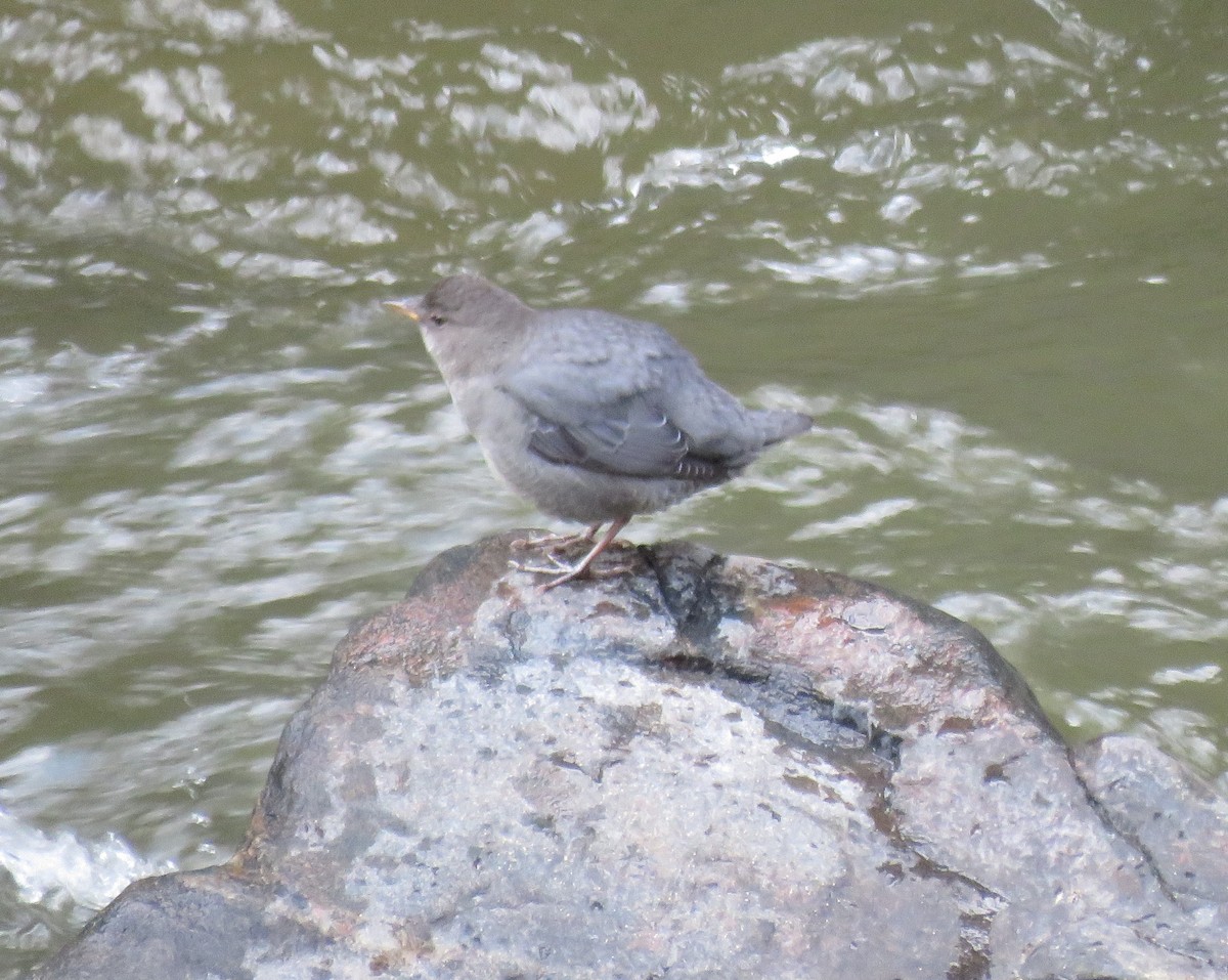 Cincle d'Amérique - ML367092001