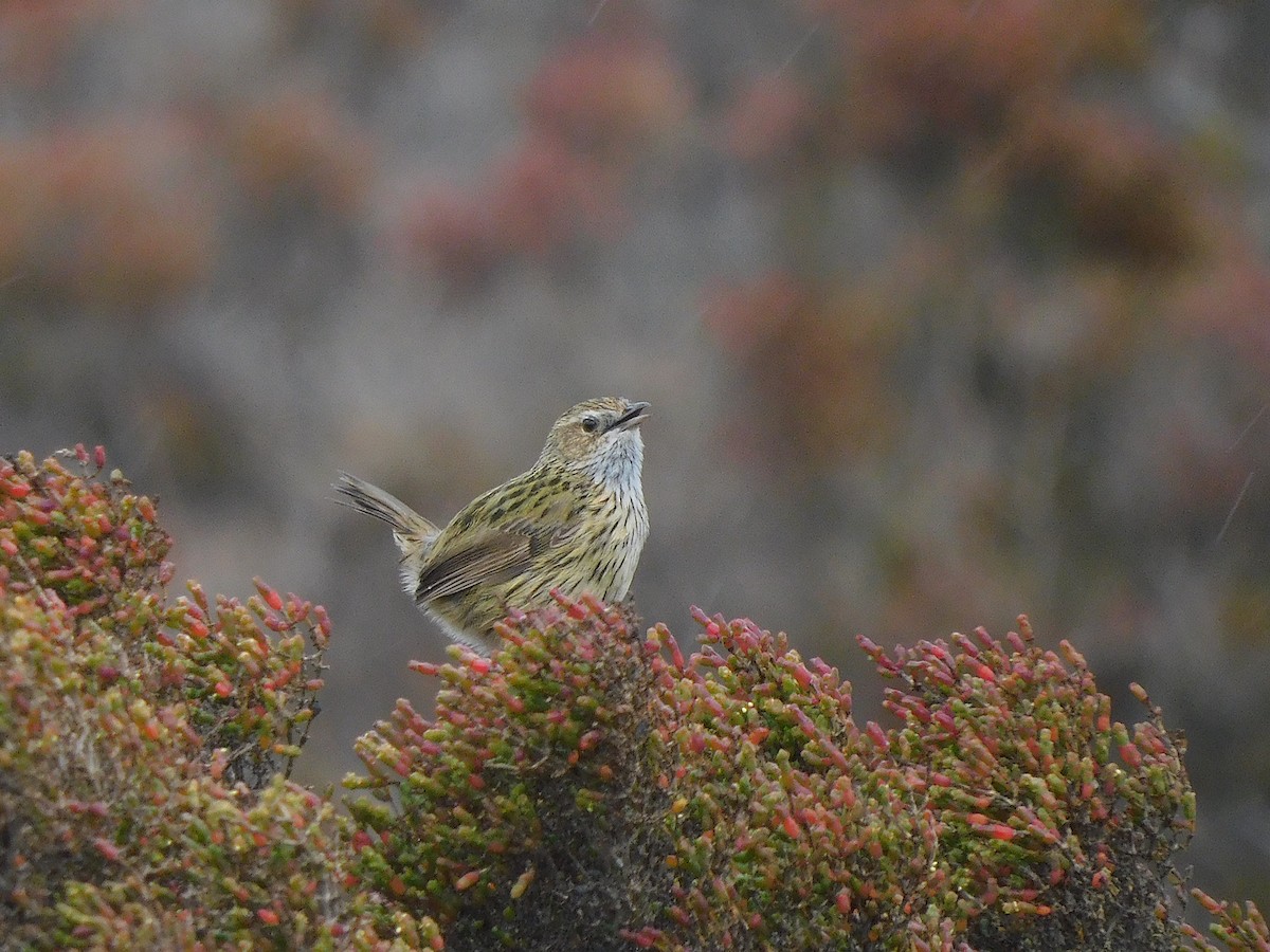 Striated Fieldwren - ML367092911