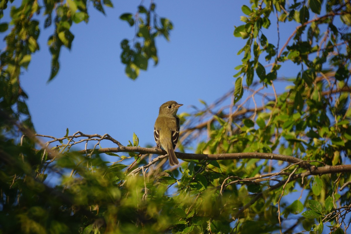 Empidonax sp. - Bryan White