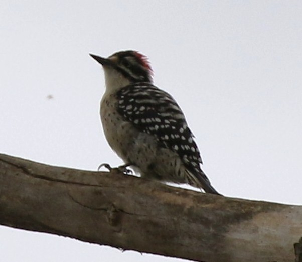 Nuttall's Woodpecker - Breck Breckenridge