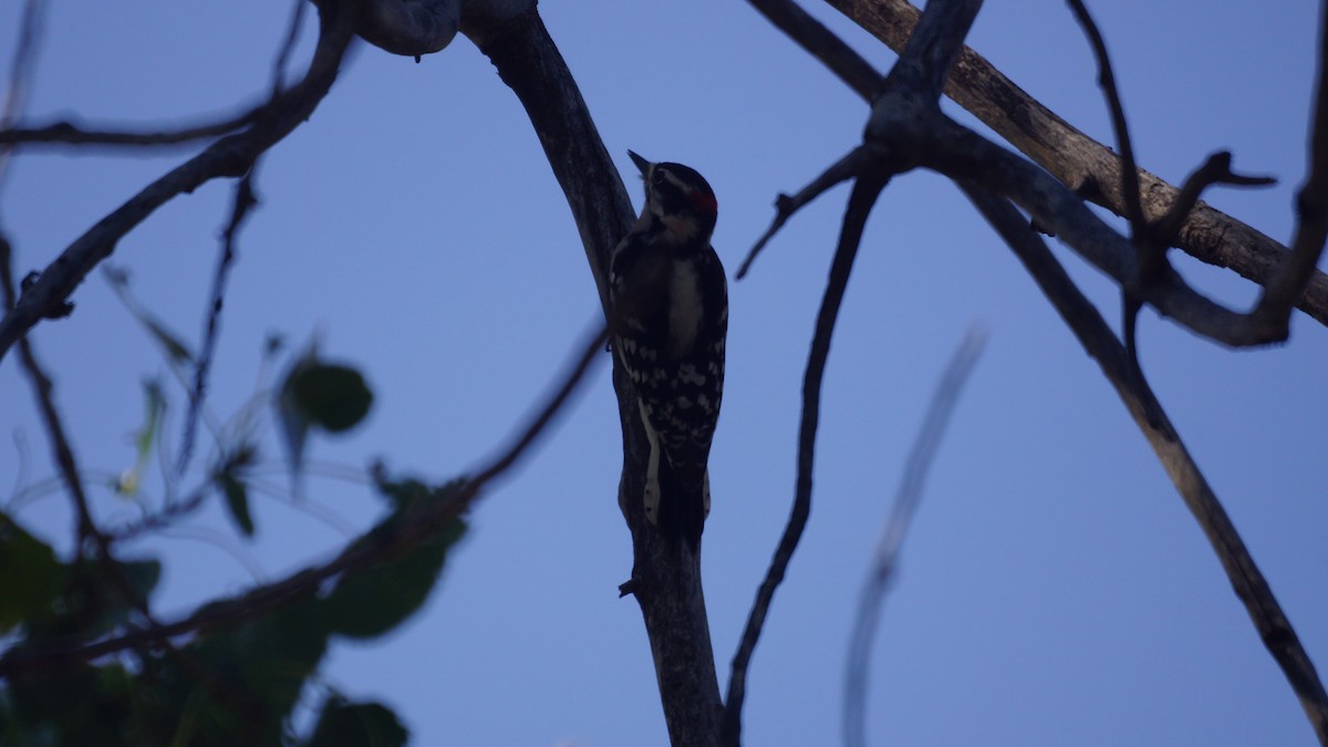 Downy Woodpecker - Bryan White