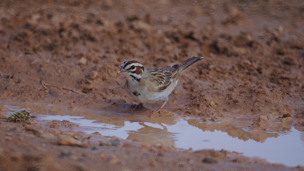 Lark Sparrow - Bryan White