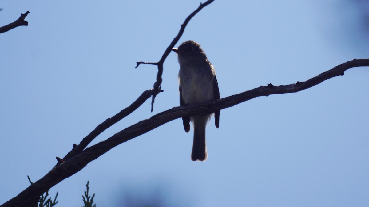 Western Wood-Pewee - ML367097171