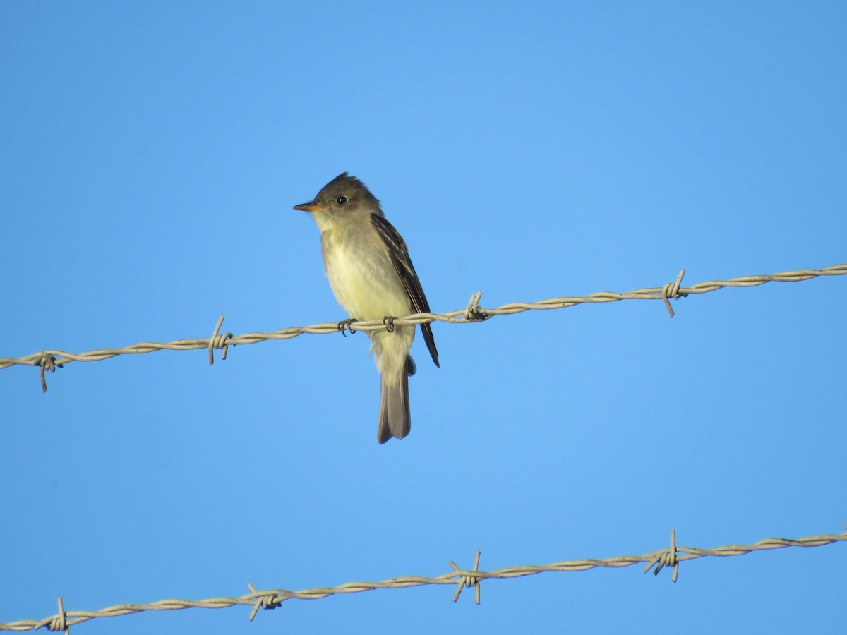 Eastern Wood-Pewee - ML367098941