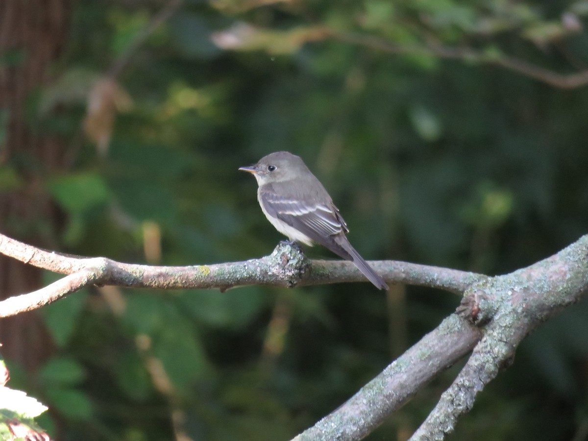 Eastern Wood-Pewee - ML367100451