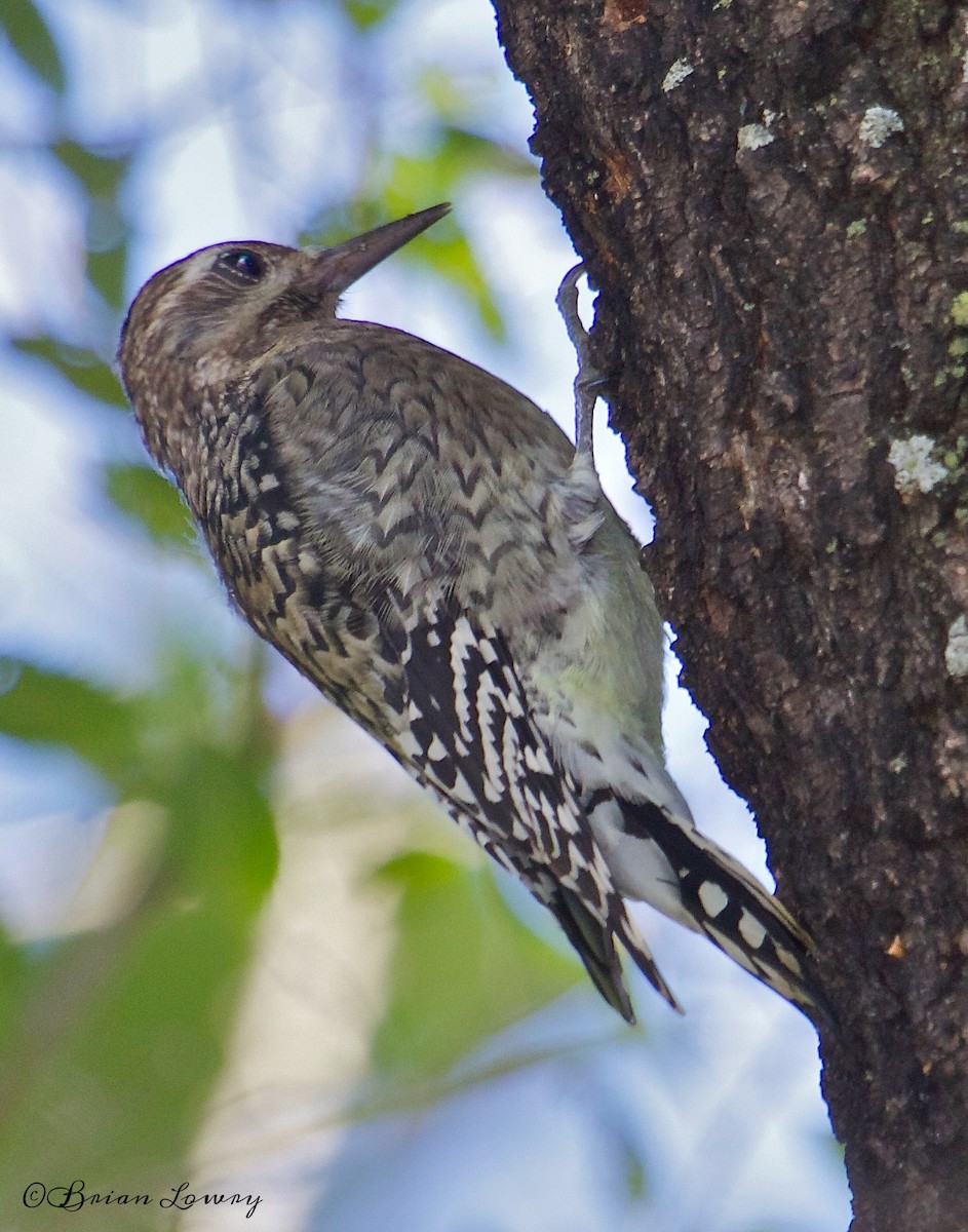 Yellow-bellied Sapsucker - ML36710151