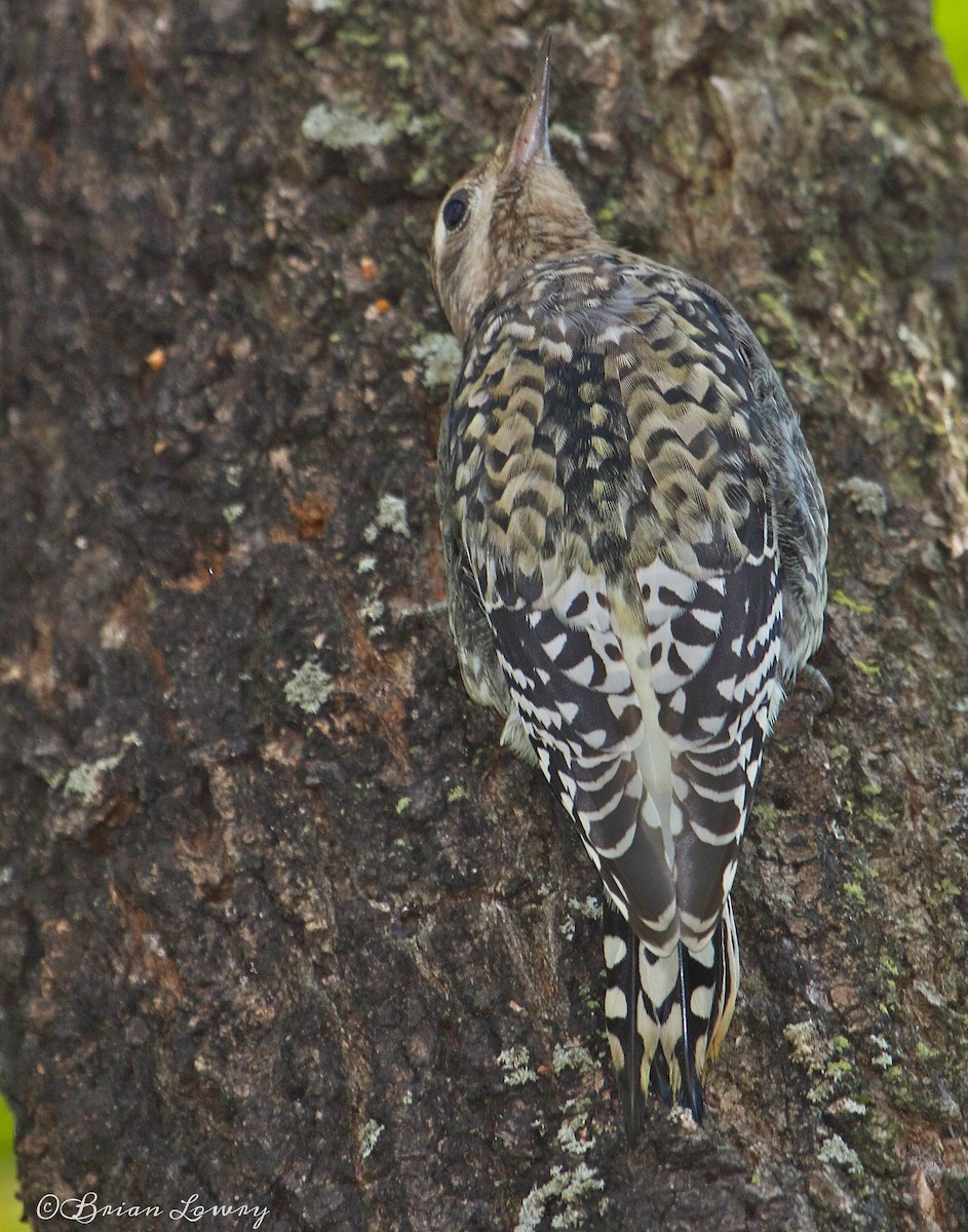 Yellow-bellied Sapsucker - ML36710261