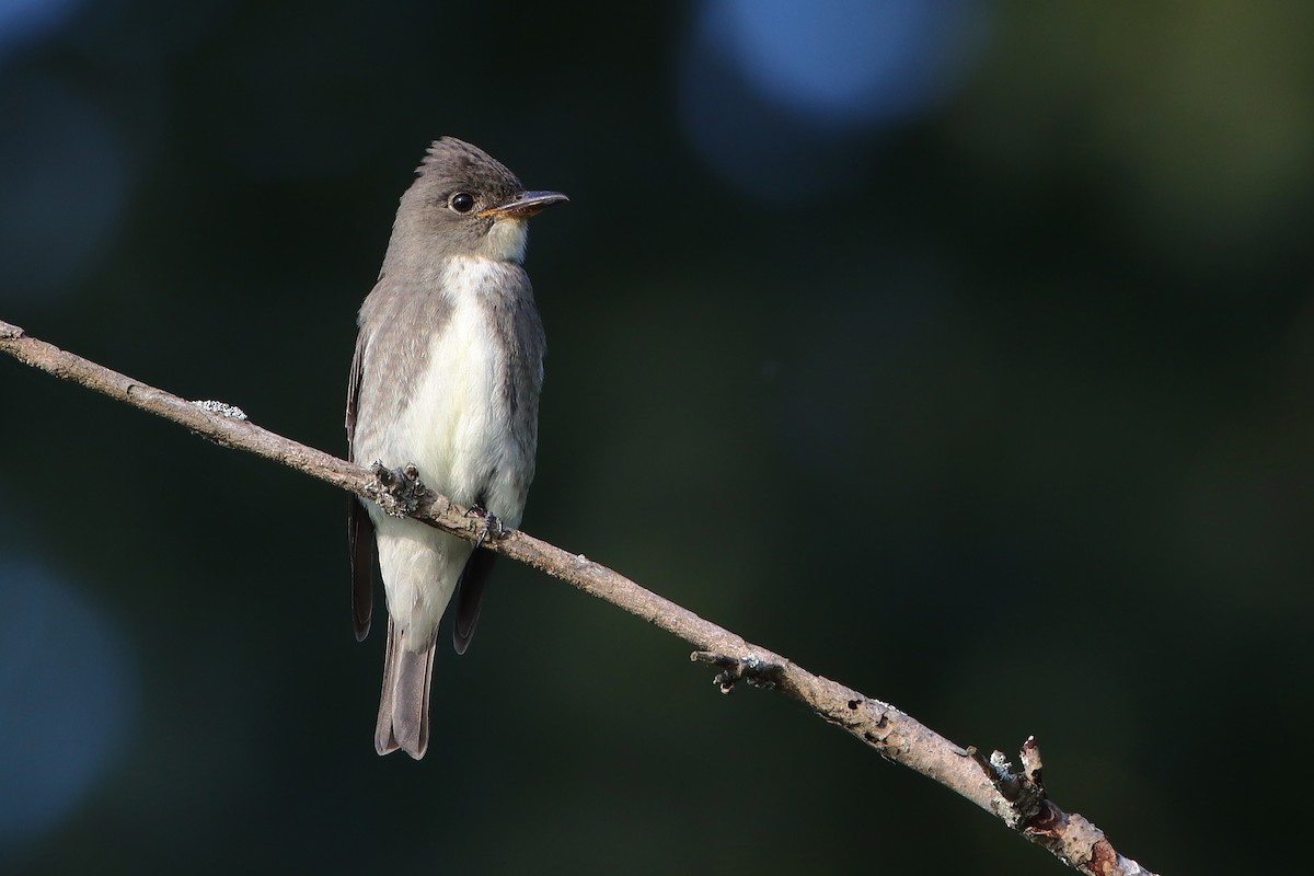 Olive-sided Flycatcher - ML367103321