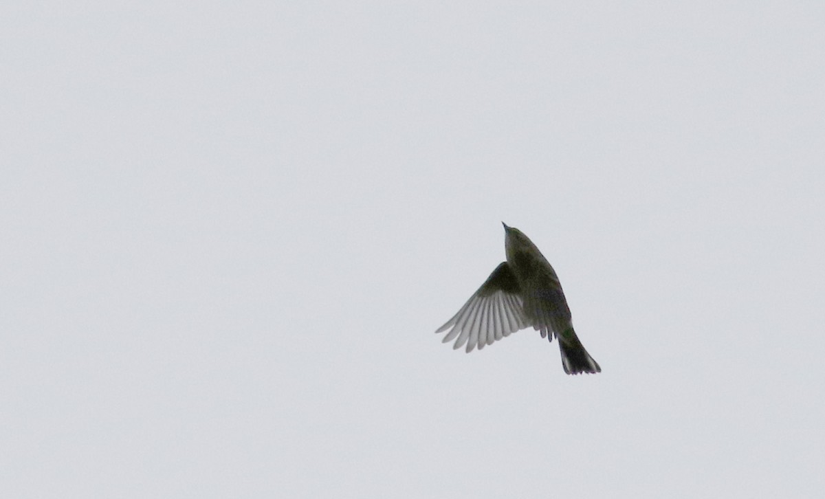 Yellow-rumped Warbler (Myrtle) - ML36710551