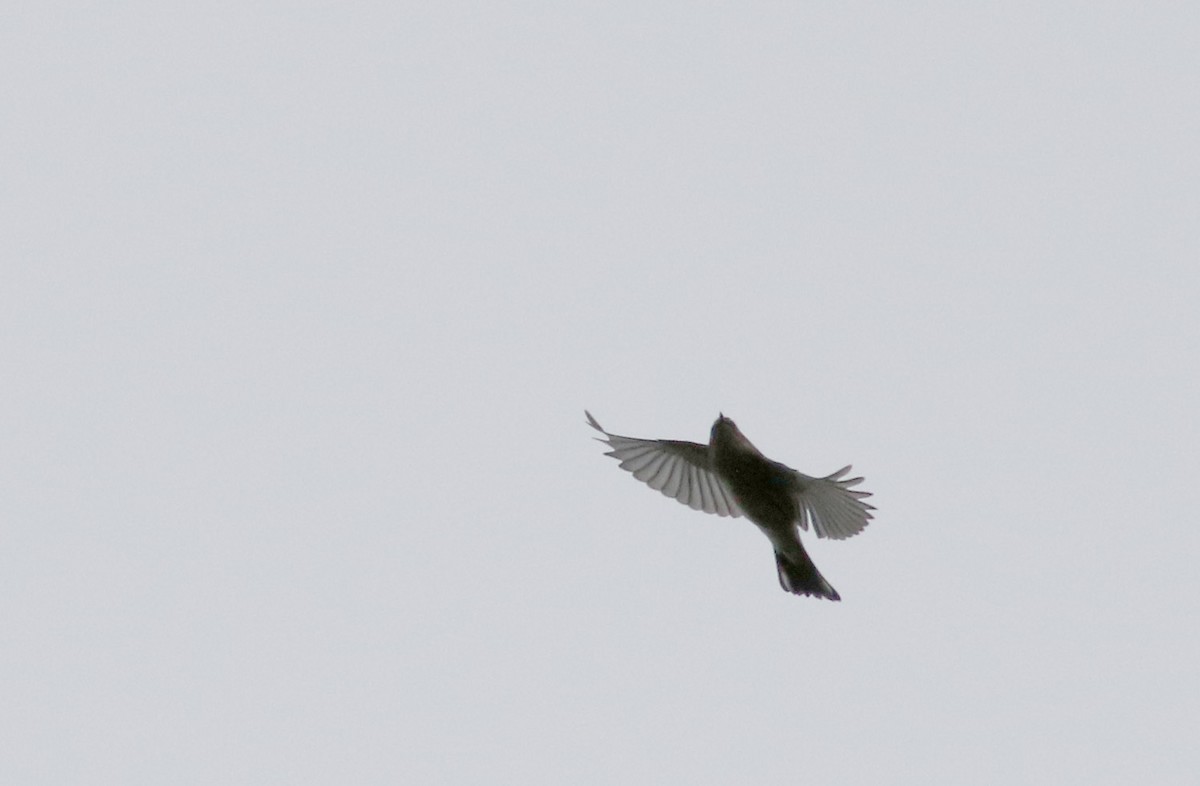 Yellow-rumped Warbler (Myrtle) - ML36710561