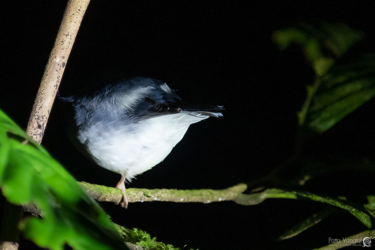 Siberian Blue Robin - ML367105911