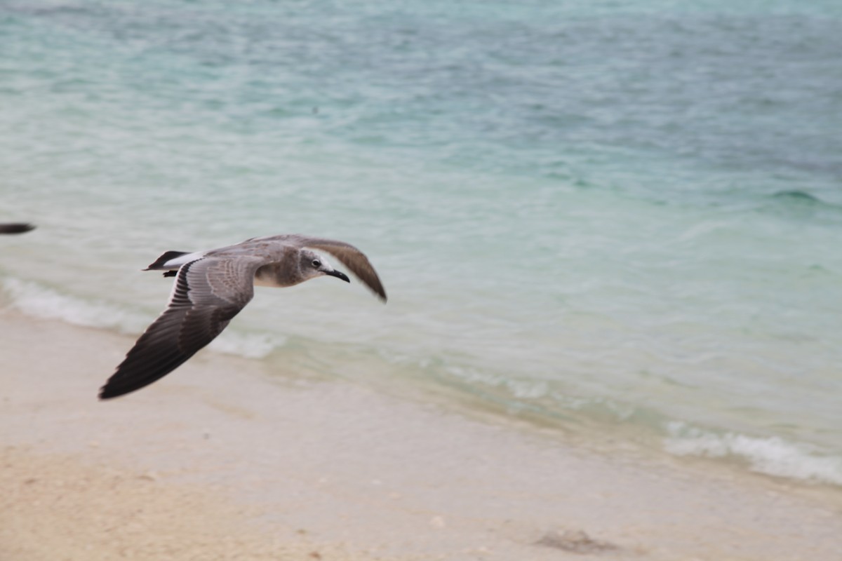 Laughing Gull - ML36710651