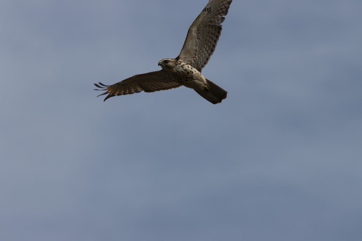 Broad-winged Hawk - ML367108131