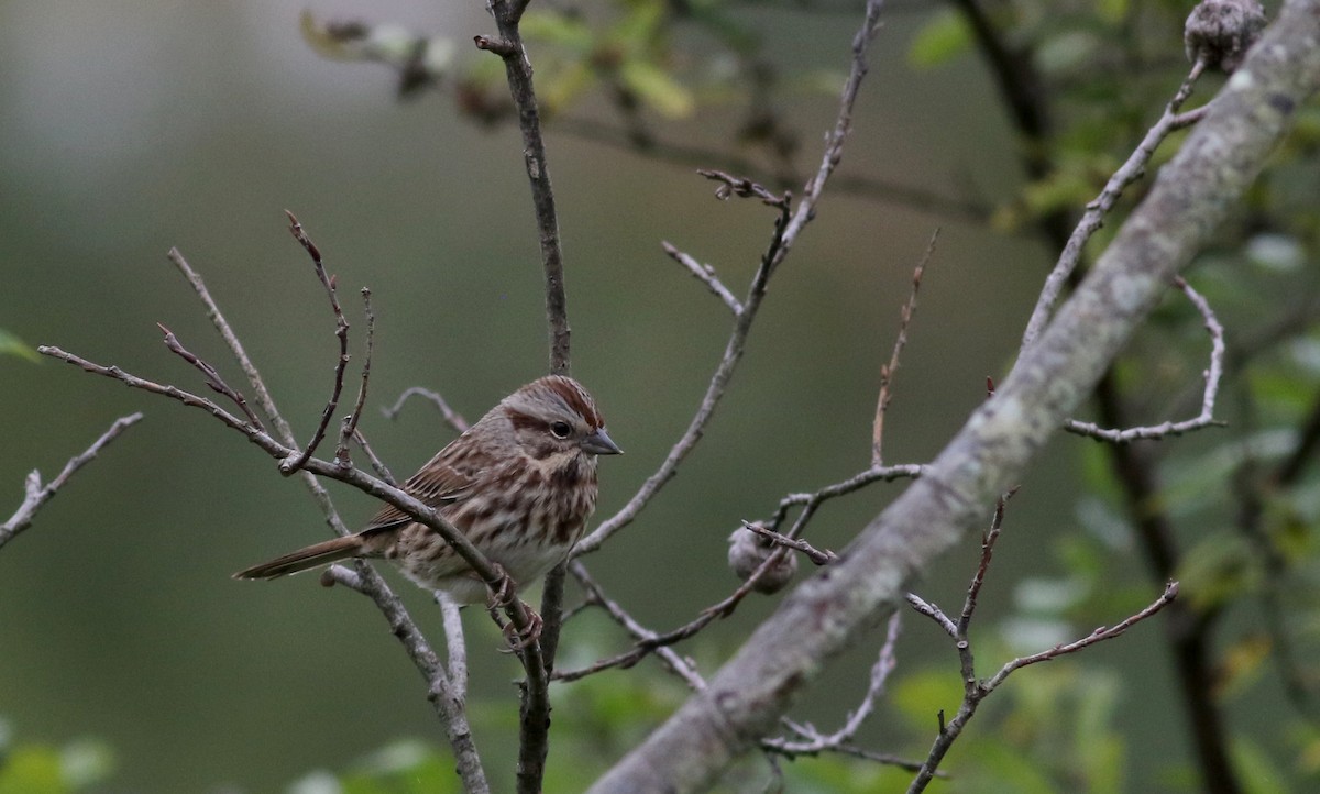 Song Sparrow (melodia/atlantica) - ML36711001