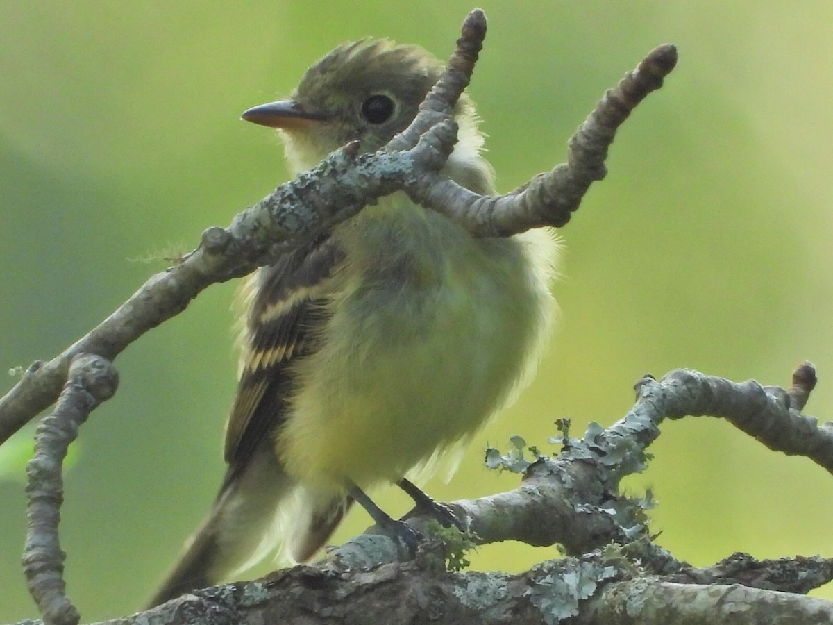 Yellow-bellied Flycatcher - ML367110841