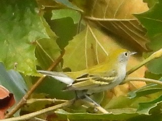 Chestnut-sided Warbler - ML367111131