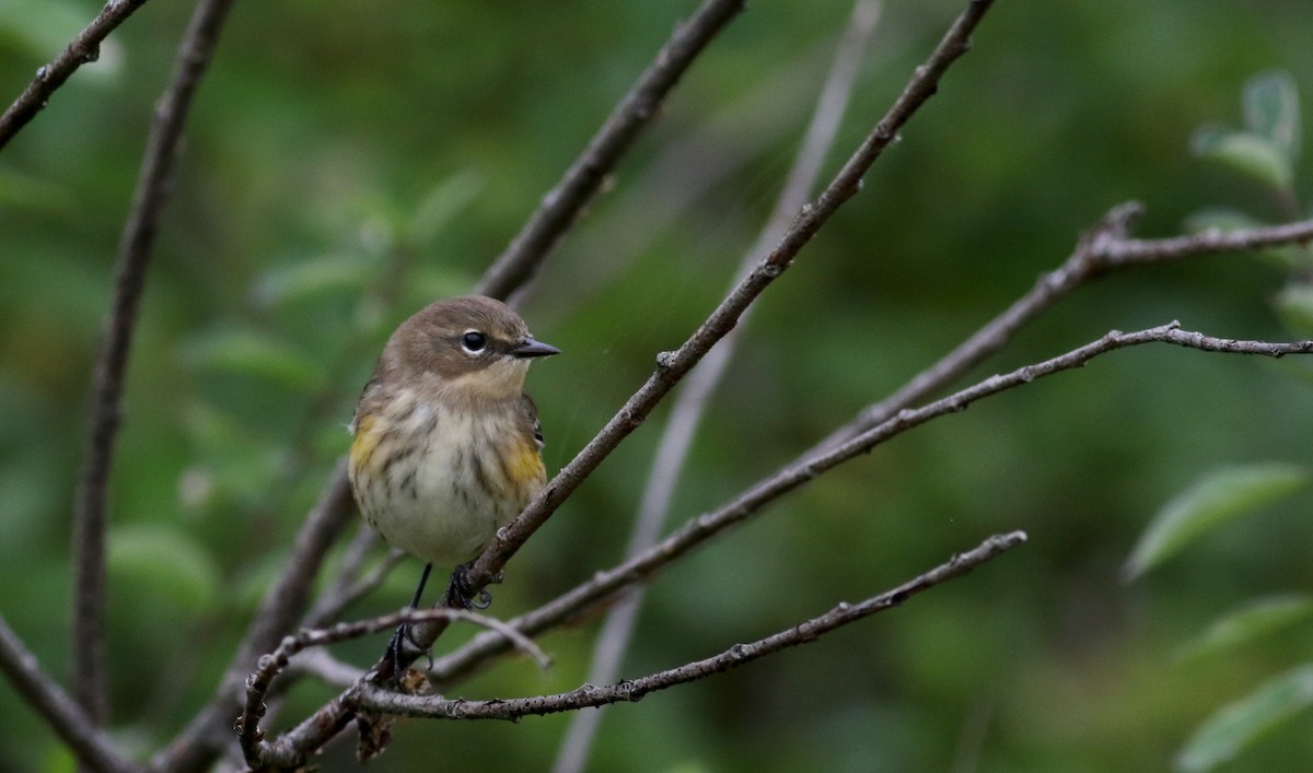 Yellow-rumped Warbler (Myrtle) - ML36711121