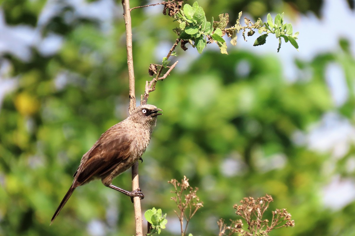 Black-lored Babbler (Sharpe's) - ML367111611