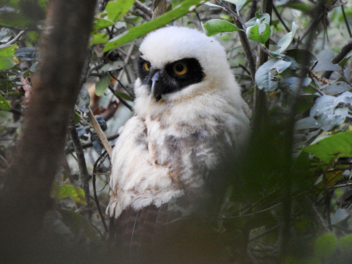 Spectacled Owl - ML367113891