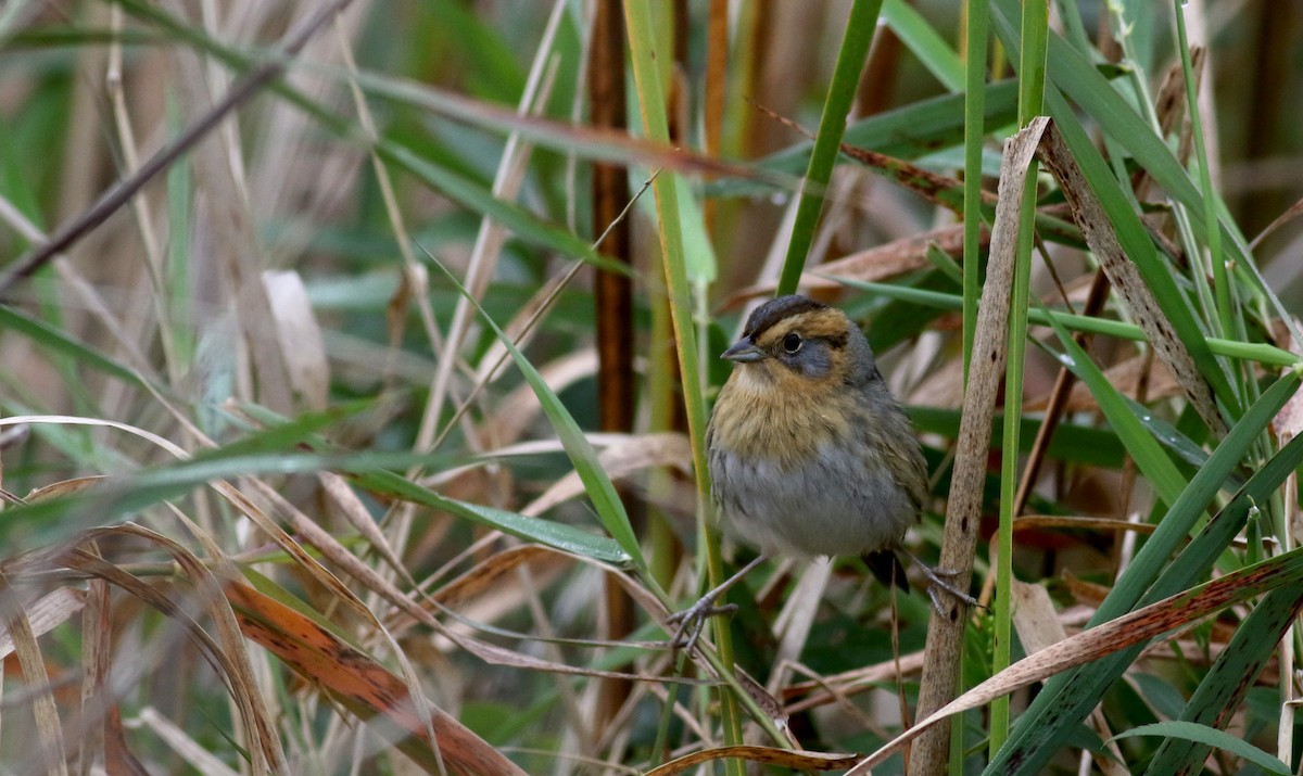 Nelson's Sparrow (Interior) - ML36711641