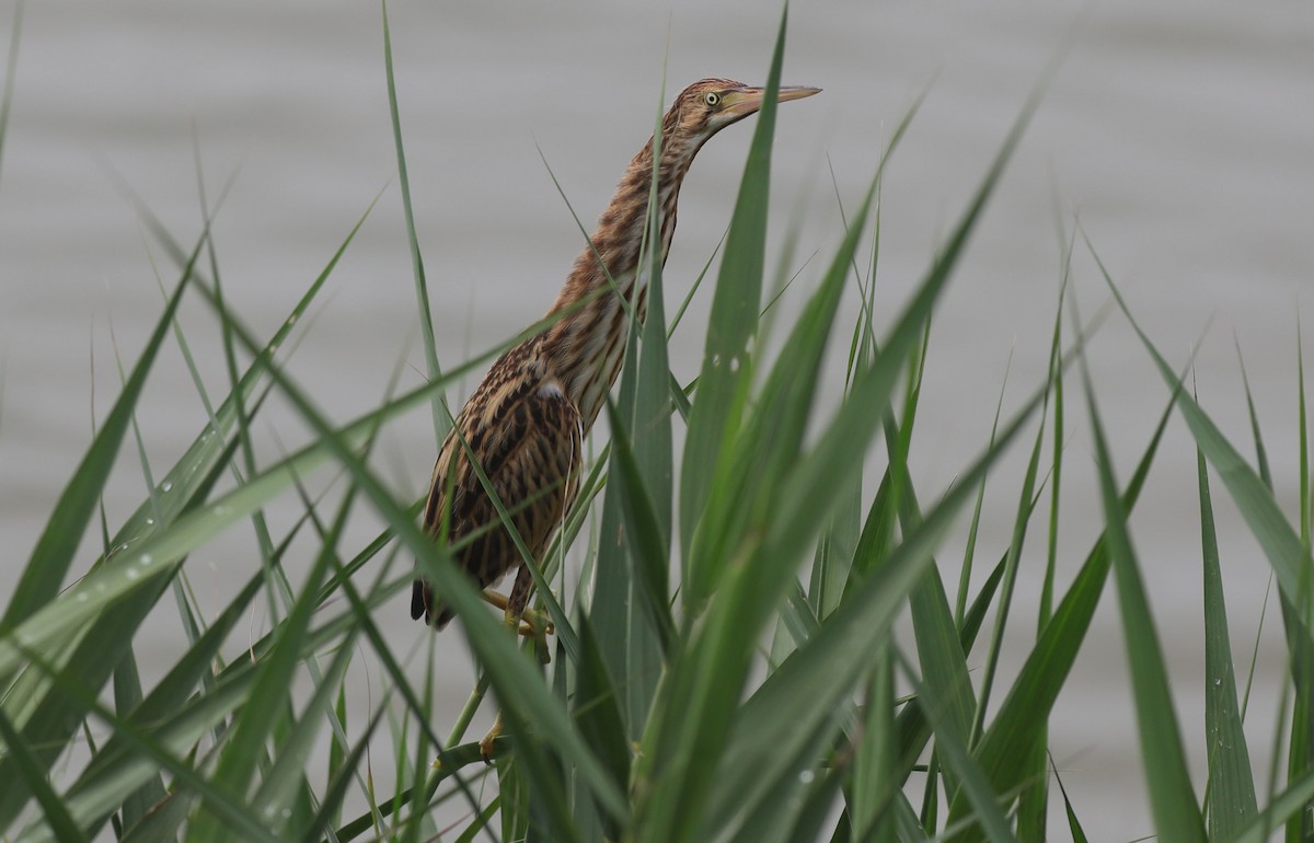 Yellow Bittern - ML367117321