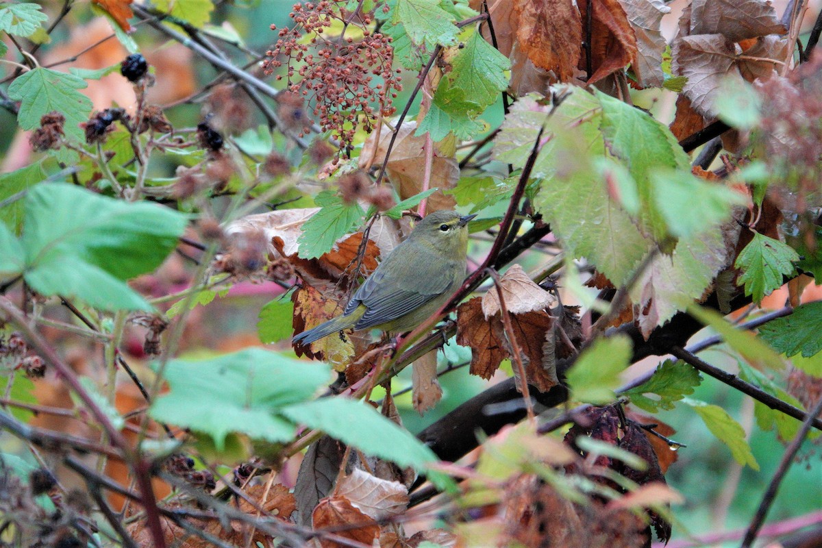 Orange-crowned Warbler - ML367117981