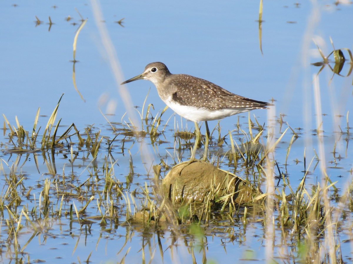 Solitary Sandpiper - ML367118471