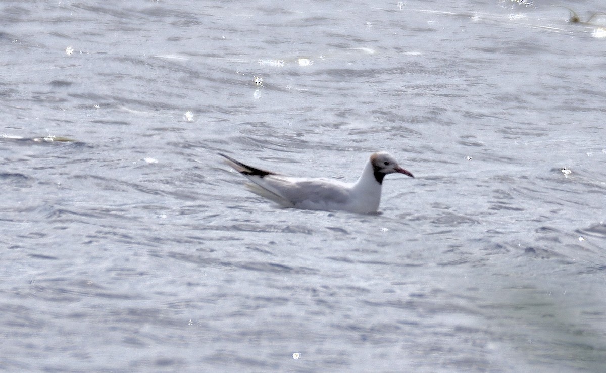 Black-headed Gull - Études des populations  d'oiseaux du Québec