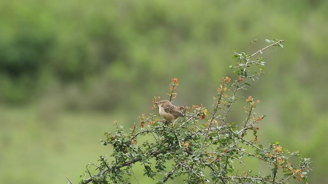 Common Babbler - ML367119801