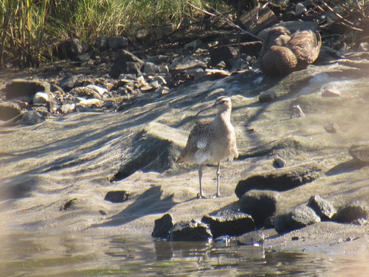 Whimbrel - ML367120141