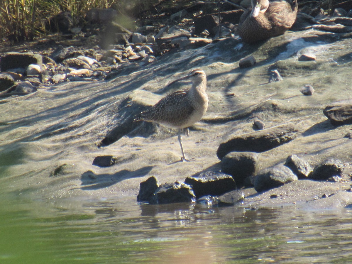 Whimbrel - ML367120151