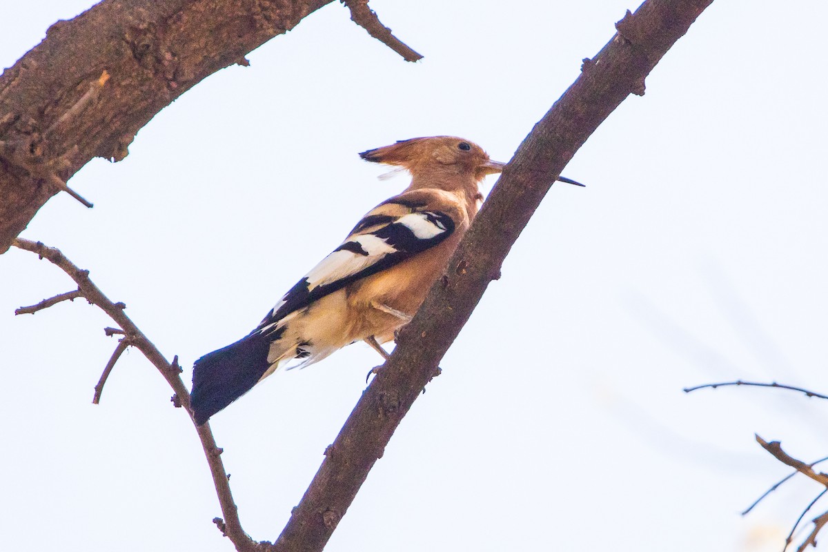 Eurasian Hoopoe (African) - ML367120521